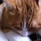 004 - blackwukong-zhenwan